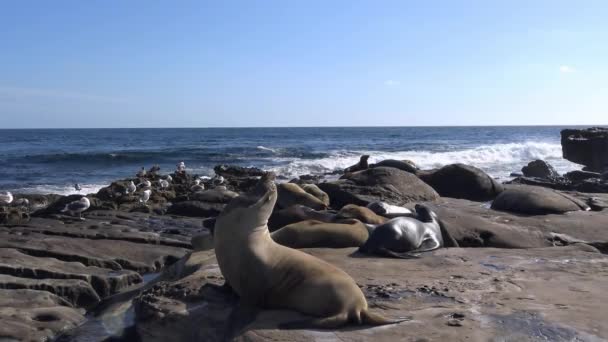 Zárjuk le a rookery közvetlenül a vízparton, San Diego. California. — Stock videók