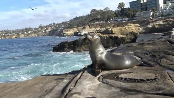 Roquerie de phoques juste sur le front de mer de San Diego. Californie . — Video