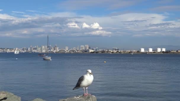 The picturesque coast of San Diego. California. — Stock Video