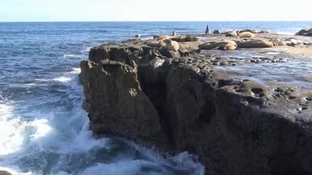 Seal rookery mesmo à beira-mar de San Diego. Califórnia . — Vídeo de Stock