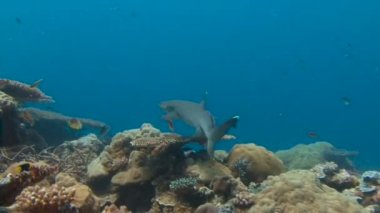 Büyüleyici sualtı resif resif köpekbalığı ile mavi köşe Palau adalar için dalış.
