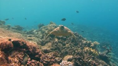Palau adalar Deniz kaplumbağaları ile büyüleyici sualtı dalış.