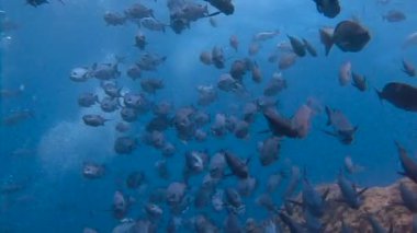 Mavi köşe Palau adalar resif heyecan verici scuba diving. Tropikal balık sürüsü.