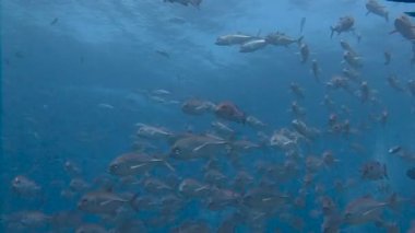Napoleonfish. Mavi köşe Palau adalar resif heyecan verici scuba diving. 