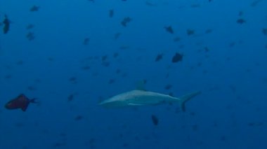 Büyüleyici sualtı resif resif köpekbalığı ile mavi köşe Palau adalar için dalış.