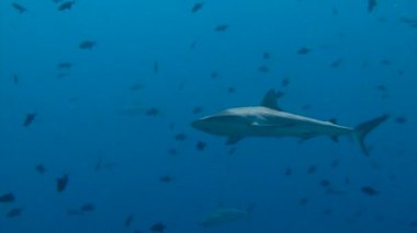 Büyüleyici sualtı resif resif köpekbalığı ile mavi köşe Palau adalar için dalış.