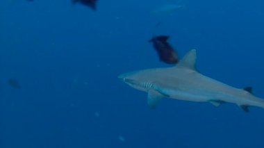 Büyüleyici sualtı resif resif köpekbalığı ile mavi köşe Palau adalar için dalış.