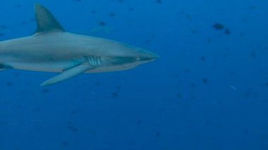Büyüleyici sualtı resif resif köpekbalığı ile mavi köşe Palau adalar için dalış.