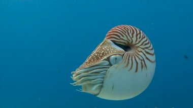 Nautilus yumuşakçalar Palau adalar ile büyüleyici sualtı dalış.