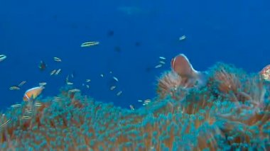 Palau adalar dalış heyecan verici. Palyaço balık ve anemon sembiyoz.
