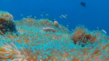 Palau adalar dalış heyecan verici. Palyaço balık ve anemon sembiyoz.