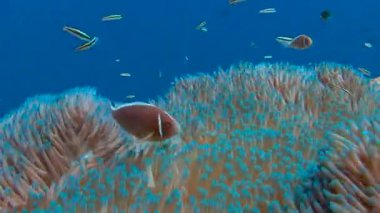 Palau adalar dalış heyecan verici. Palyaço balık ve anemon sembiyoz.