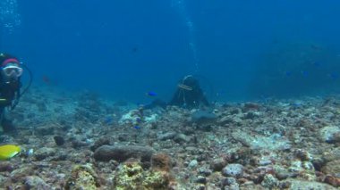 Büyüleyici sualtı resif resif köpekbalığı ile mavi köşe Palau adalar için dalış.