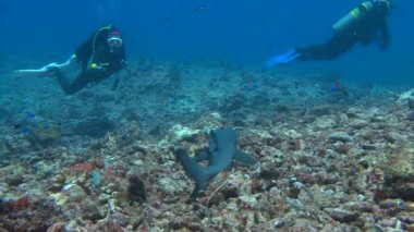 Büyüleyici sualtı resif resif köpekbalığı ile mavi köşe Palau adalar için dalış.