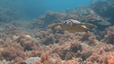 Palau adalar Deniz kaplumbağaları ile büyüleyici sualtı dalış.