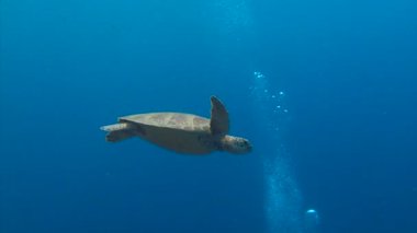 Palau adalar Deniz kaplumbağaları ile büyüleyici sualtı dalış.