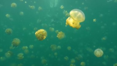 Denizanası Palau Gölü adalar sualtı dalış heyecan verici.