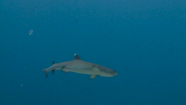 Fascinante buceo submarino con tiburones de arrecife en el arrecife de Blue Corner del archipiélago de Palaos . — Vídeo de stock