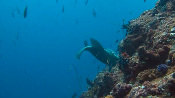 Napoleonfish. Spannende scuba duiken in het rif blauwe hoek van Palau-archipel. — Stockvideo