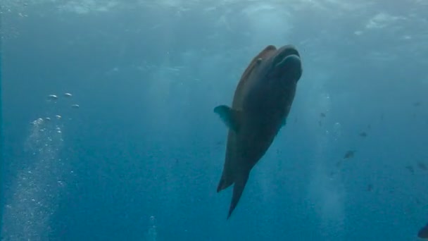 Napoleonfish. Vzrušující potápění v útesu, modrý roh Palau souostroví. — Stock video