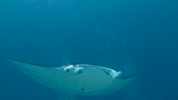 Faszinierender Unterwassertauchgang mit den Mantas des Palau Archipels. — Stockvideo