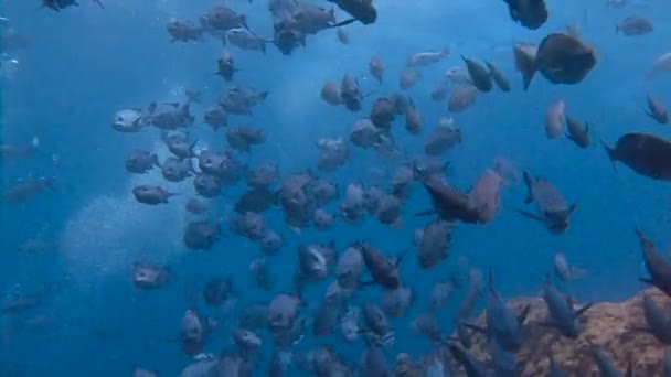 パラオのブルー コーナー列島サンゴ礁でエキサイティングなスキューバ ダイビング。熱帯の魚の群れ. — ストック動画