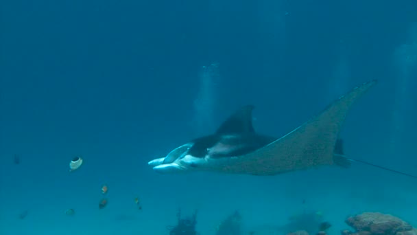 Faszinierender Unterwassertauchgang mit den Mantas des Palau Archipels. — Stockvideo