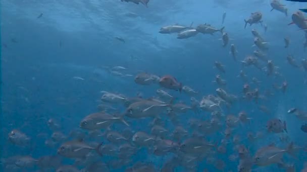 Napoleonfish. Exciting scuba diving in the reef to Blue Corner of Palau archipelago. — Stock Video