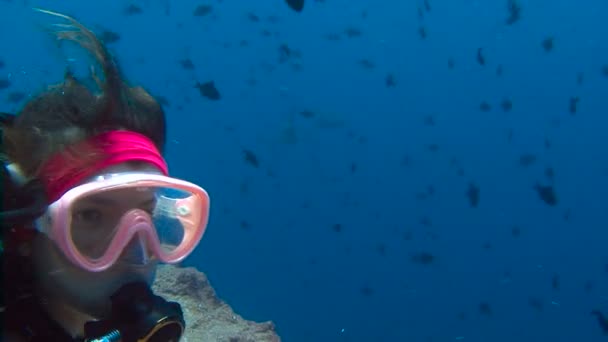 Plongée sous-marine fascinante avec des requins de récif dans le récif à Blue Corner de l'archipel des Palaos . — Video