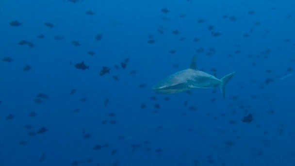 Mergulho subaquático fascinante com tubarões recifais no recife para Blue Corner do arquipélago de Palau . — Vídeo de Stock