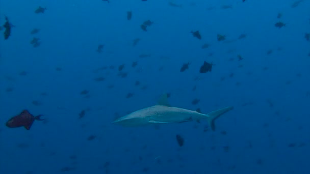 Fascinante buceo submarino con tiburones de arrecife en el arrecife de Blue Corner del archipiélago de Palaos . — Vídeos de Stock