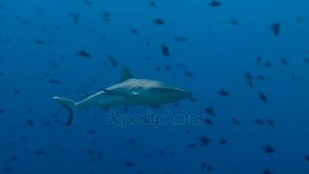 Fascinující podmořské potápění s útes žraloků v útesu na modrém rohu Palau souostroví. — Stock video