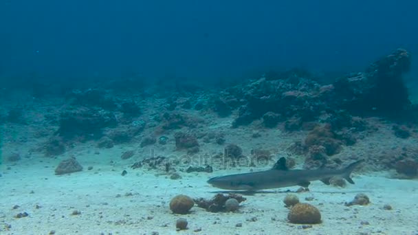 Fascinante buceo submarino con tiburones de arrecife en el arrecife de Blue Corner del archipiélago de Palaos . — Vídeos de Stock