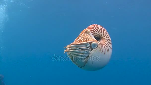 Fascinante buceo submarino con moluscos Nautilus del archipiélago de Palaos . — Vídeos de Stock