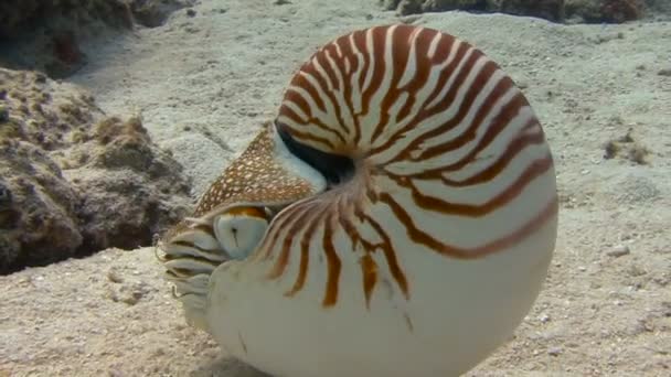 Fascinerande undervattens dyk med en Nautilus mollusker i ögruppen Palau. — Stockvideo