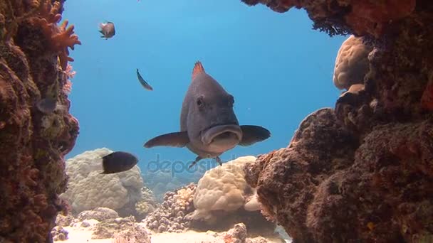 Trópusi hal. Izgalmas, Palau-szigetek búvárkodás. — Stock videók