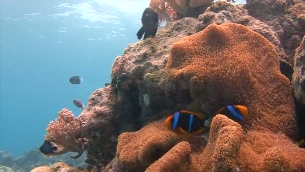 Vzrušující, potápění v souostroví Palau. Symbióza clown ryb a sasanky. — Stock video