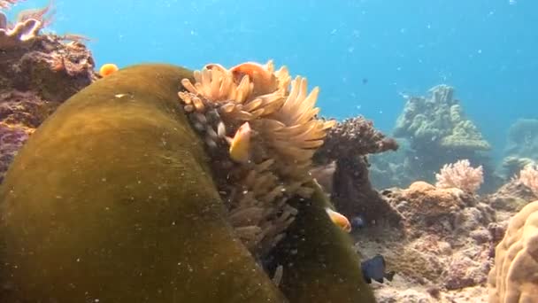 Exciting diving at the archipelago of Palau. Symbiosis of clown fish and anemones. — Stock Video