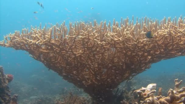 Ogromna gałąź koralowców twardych. Ekscytujące nurkowania o archipelag Palau. — Wideo stockowe