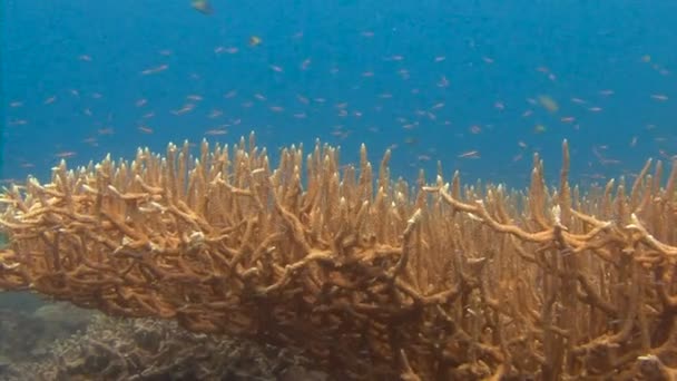 Огромный улей твердых кораллов. Захватывающее дайвинг на архипелаге Палау . — стоковое видео