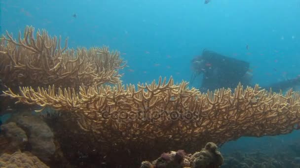 Egy hatalmas struktúra kemény korallok. Izgalmas, Palau-szigetek búvárkodás. — Stock videók