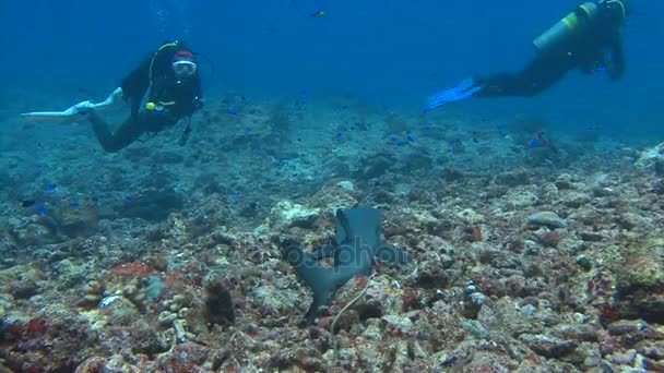Fascinante buceo submarino con tiburones de arrecife en el arrecife de Blue Corner del archipiélago de Palaos . — Vídeos de Stock