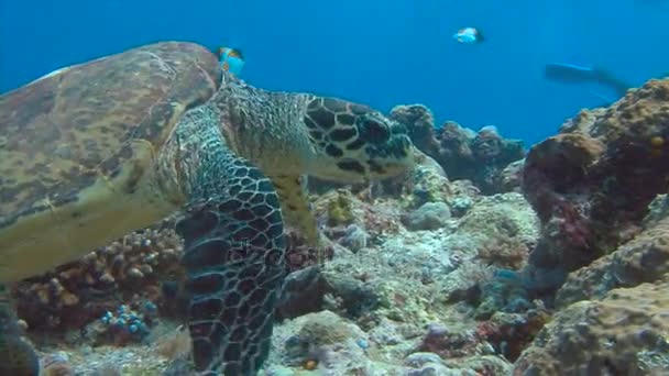 Fascinerande undervattens dykning med havssköldpaddor i ögruppen Palau. — Stockvideo