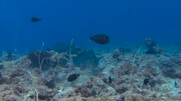 Bumphead риби-папуги. Захоплюючий дайвінг в риф до синій кут Палау архіпелаг. — стокове відео