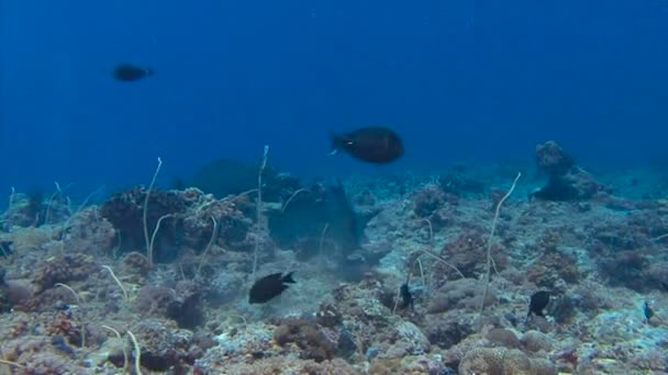 Bumphead parrotfish. Exciting scuba diving in the reef to Blue Corner of Palau archipelago. — Stock Video