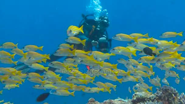 Захоплюючий дайвінг на архіпелаг Palau. Підводний-відеооператора, зйомки зграя саперів риби. — стокове відео