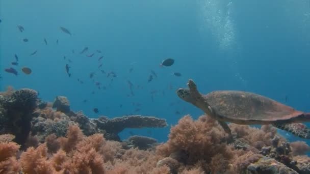 Fascinante mergulho subaquático com tartarugas marinhas do arquipélago de Palau . — Vídeo de Stock