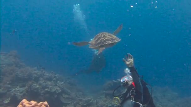 Fascinante mergulho subaquático com tartarugas marinhas do arquipélago de Palau . — Vídeo de Stock