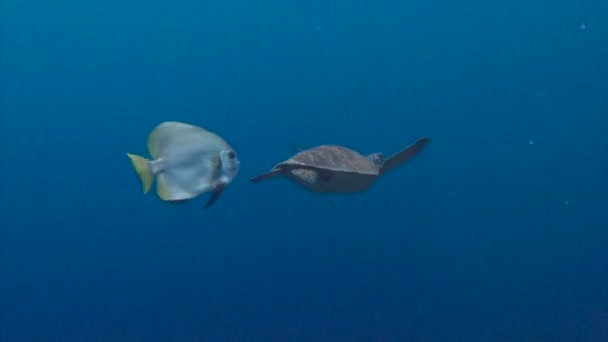 Fascinating underwater diving with sea turtles of the archipelago of Palau. — Stock Video