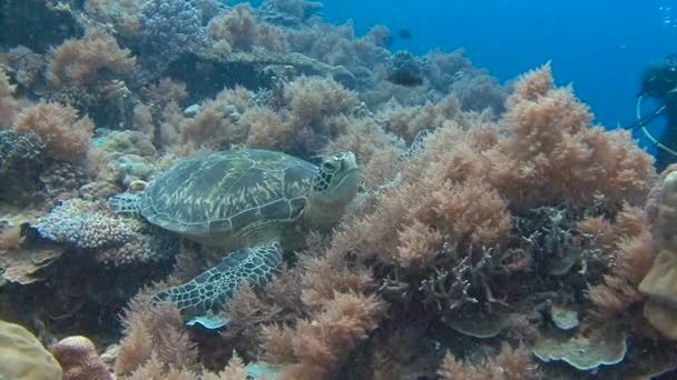 Fascinating underwater diving with sea turtles of the archipelago of Palau. — Stock Video